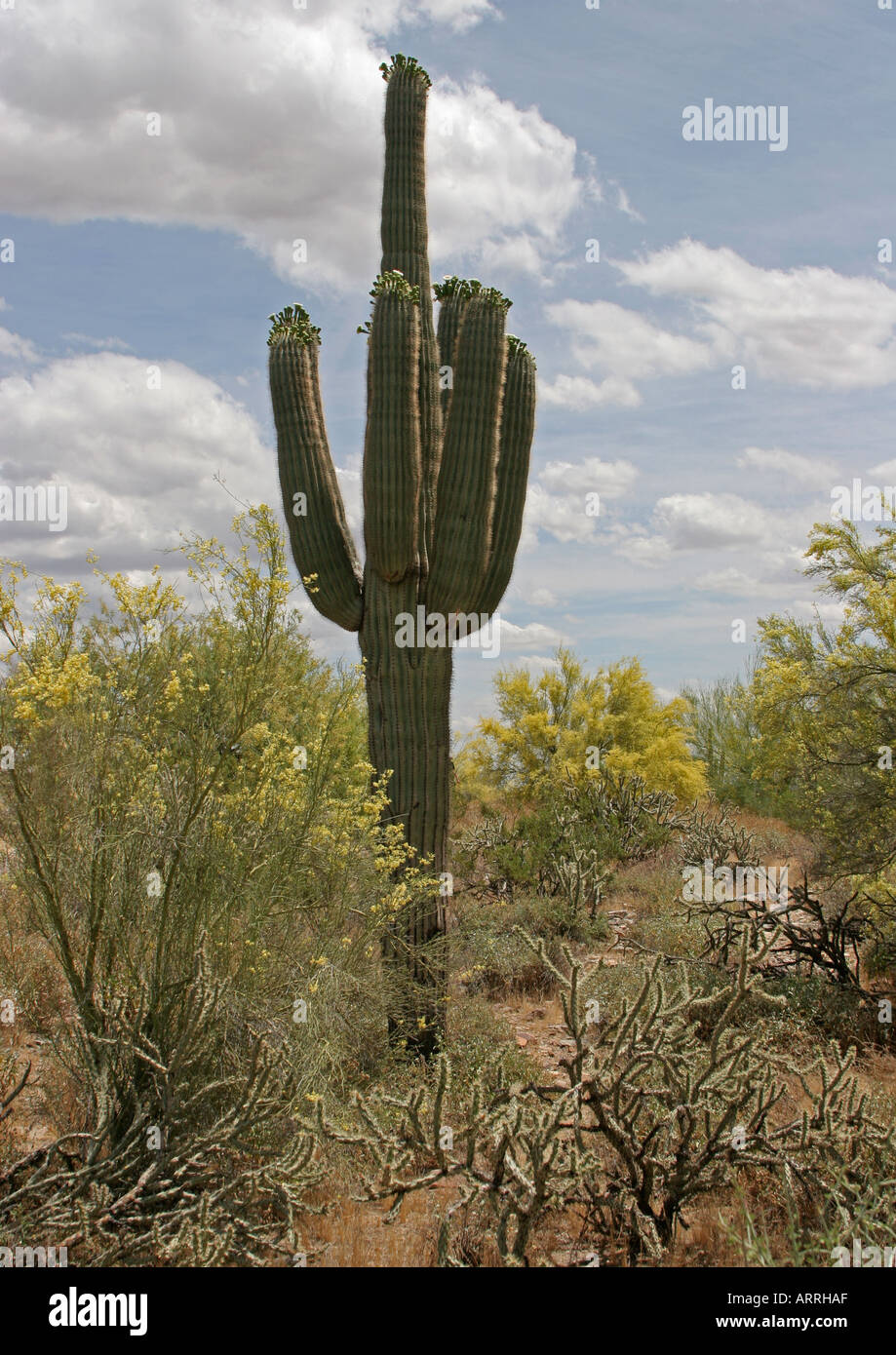 Saguaro (Carnegiea gigantea) Cactus, Phoenix, Arizona Stock Photo - Alamy