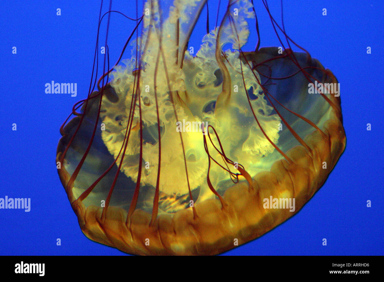Underside of sea jelly hi-res stock photography and images - Alamy
