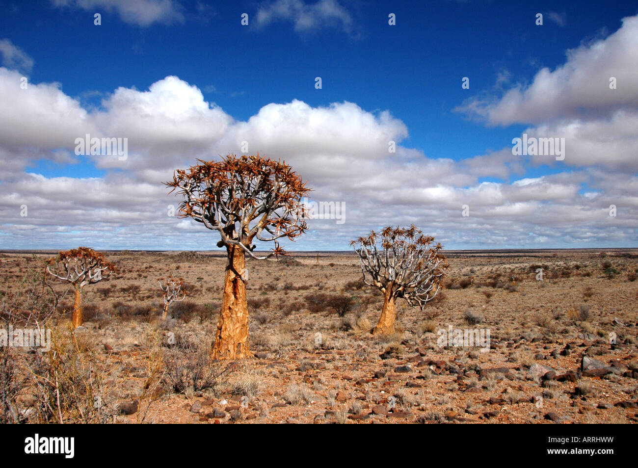Kokerbome or Quiver trees, tree aloes ( Aloe dichotoma ) Stock Photo