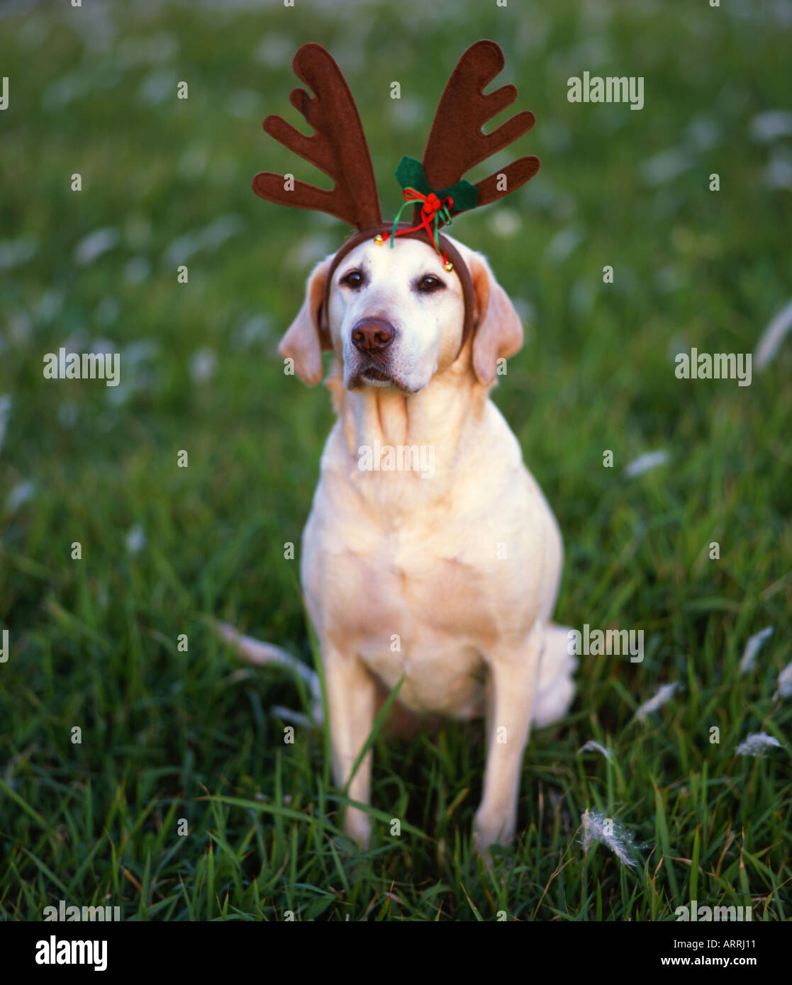Labrador top christmas costume