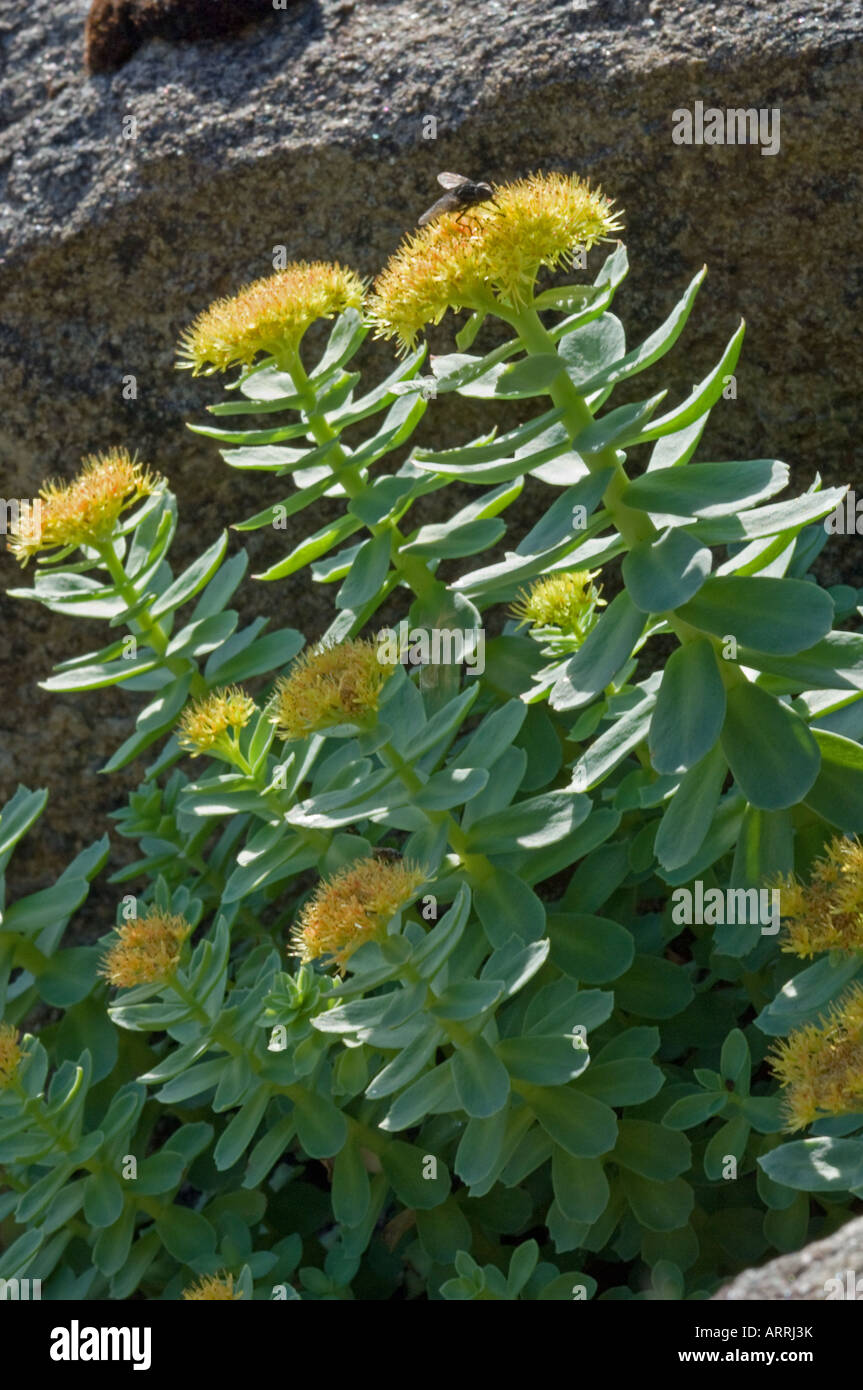 Sedum rosea hi-res stock photography and images - Alamy