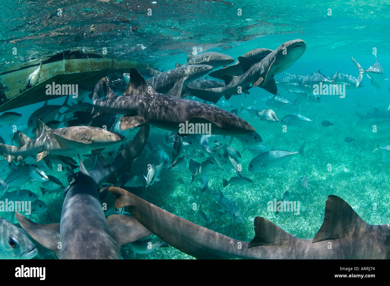 nr1154D. Atlantic Nurse Sharks, Ginglymostoma cirratum, near boat. Belize Caribbean Sea. Photo Copyright Brandon Cole Stock Photo