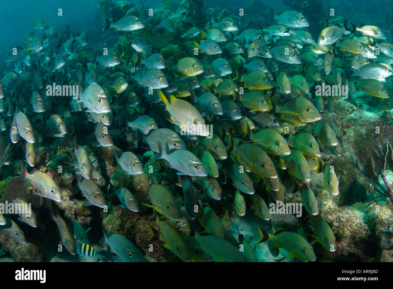 nr1313D. grunts, snappers, schoolmasters schooling over shallow coral reef. Belize Caribbean. Copyright Brandon Cole Stock Photo