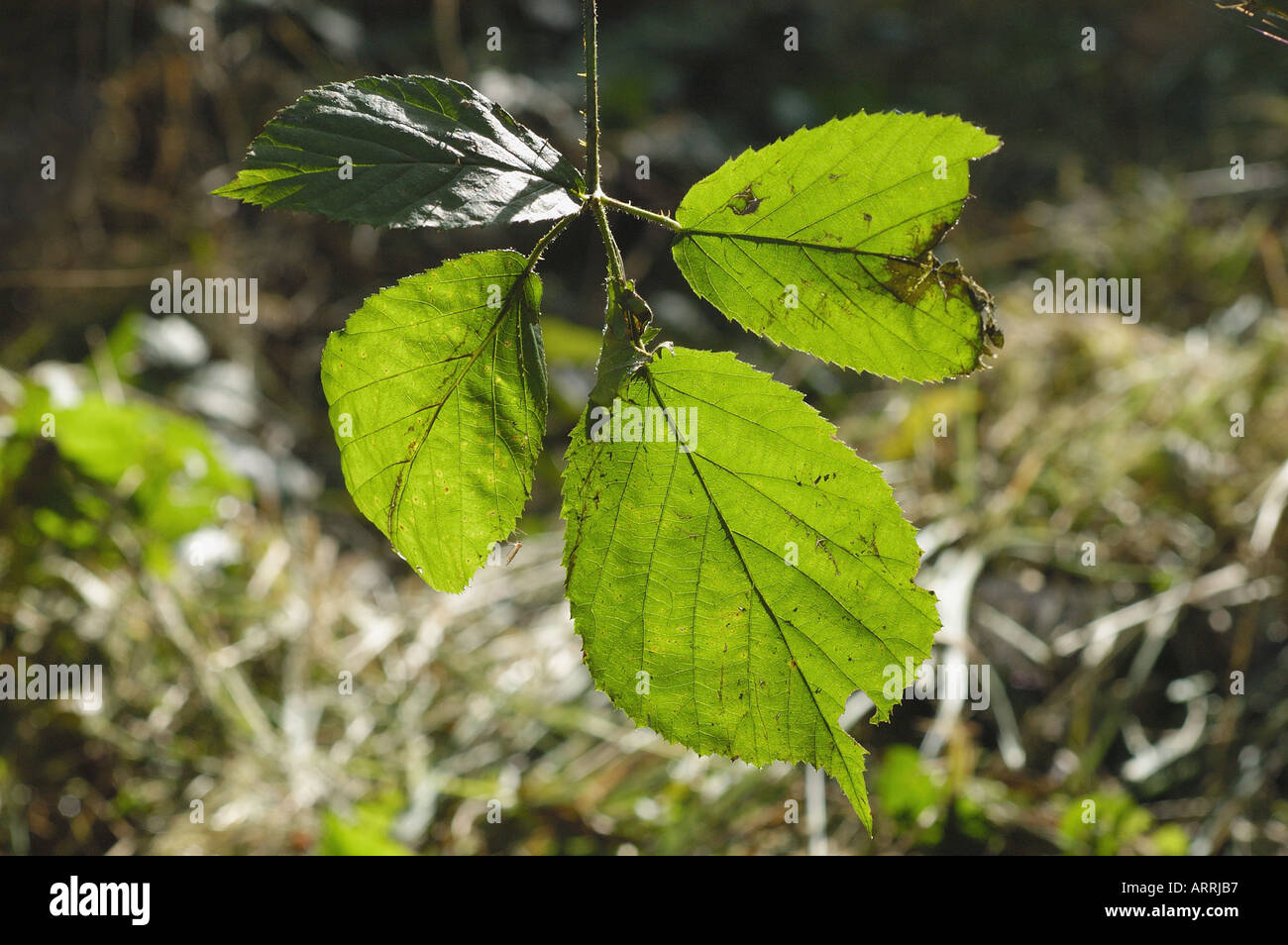 BACKLIT LEAF Stock Photo