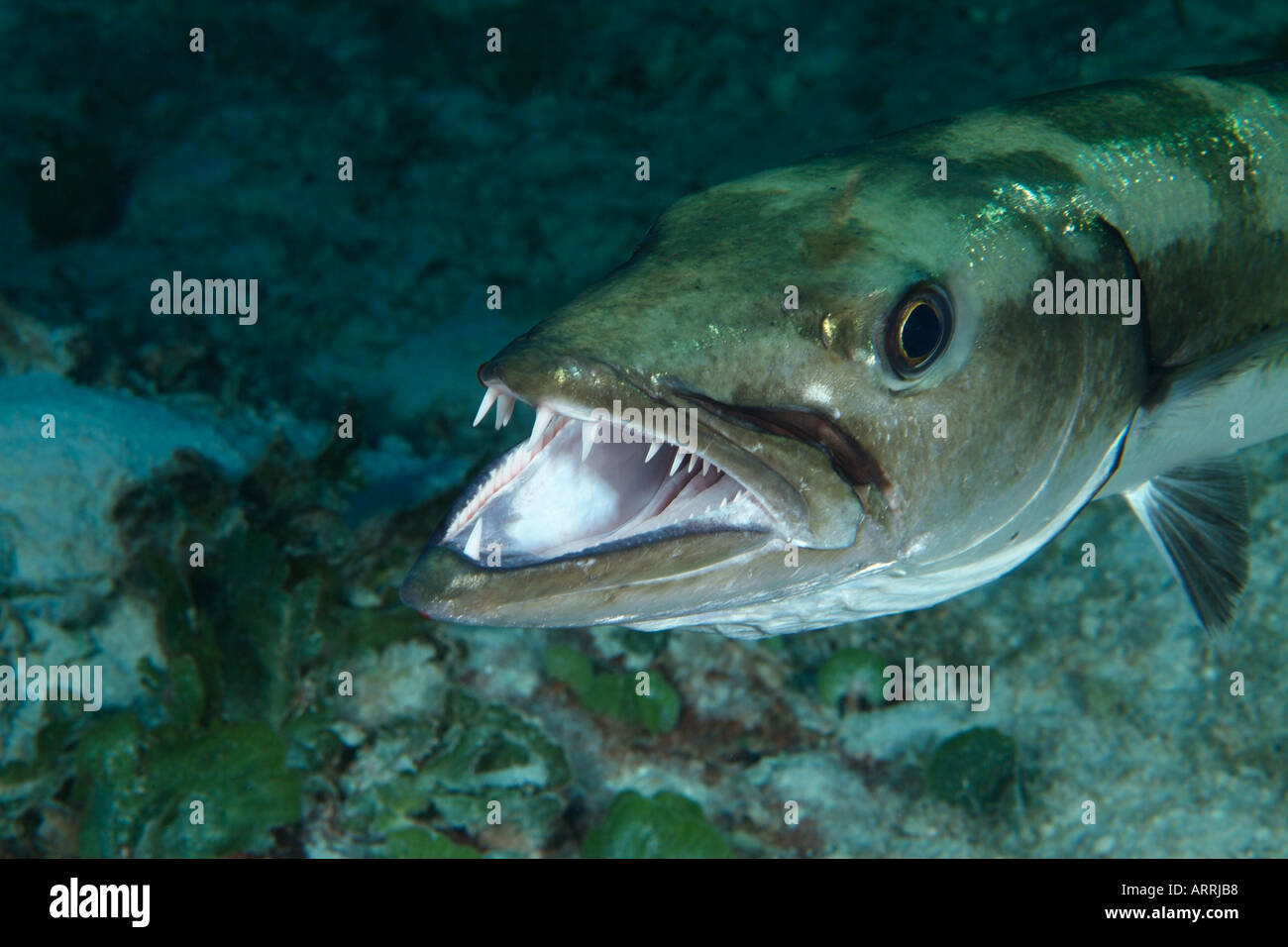 nr1447D. Great Barracuda, Sphyraena barracuda. Belize Caribbean Sea. Photo Copyright Brandon Cole Stock Photo