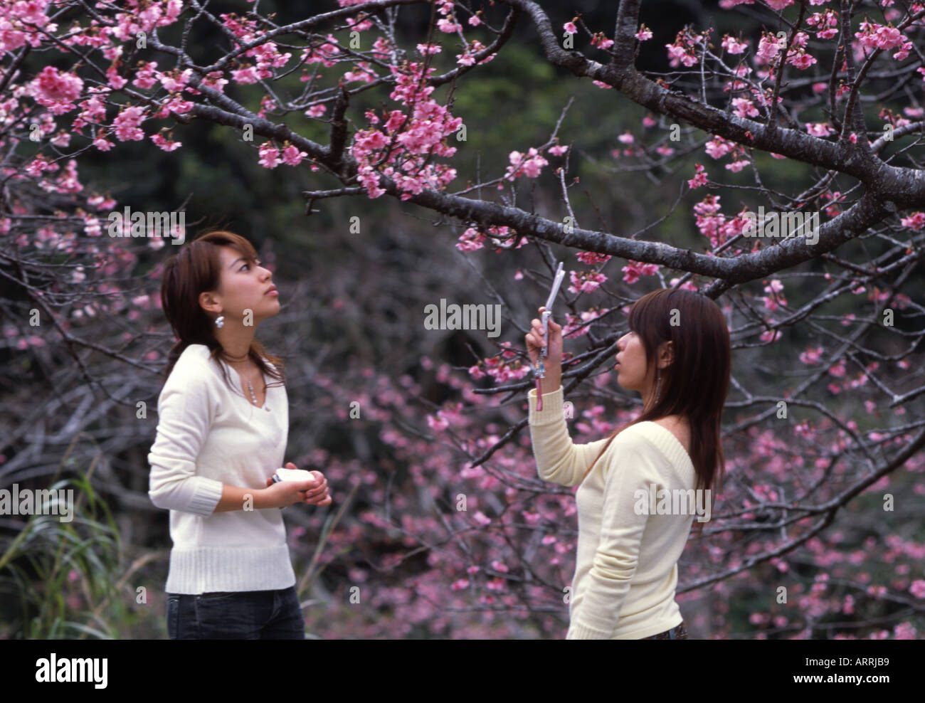 Japanese girls use their cell phones to photograph the cherry blossom