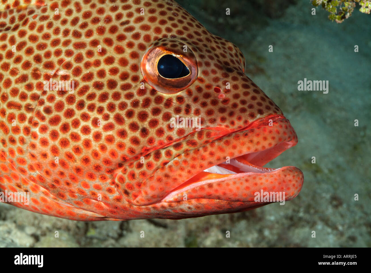 nr1615D. Yellowfin Grouper, Mycteroperca venenosa. Belize Caribbean Sea.  Photo Copyright Brandon Cole Stock Photo - Alamy