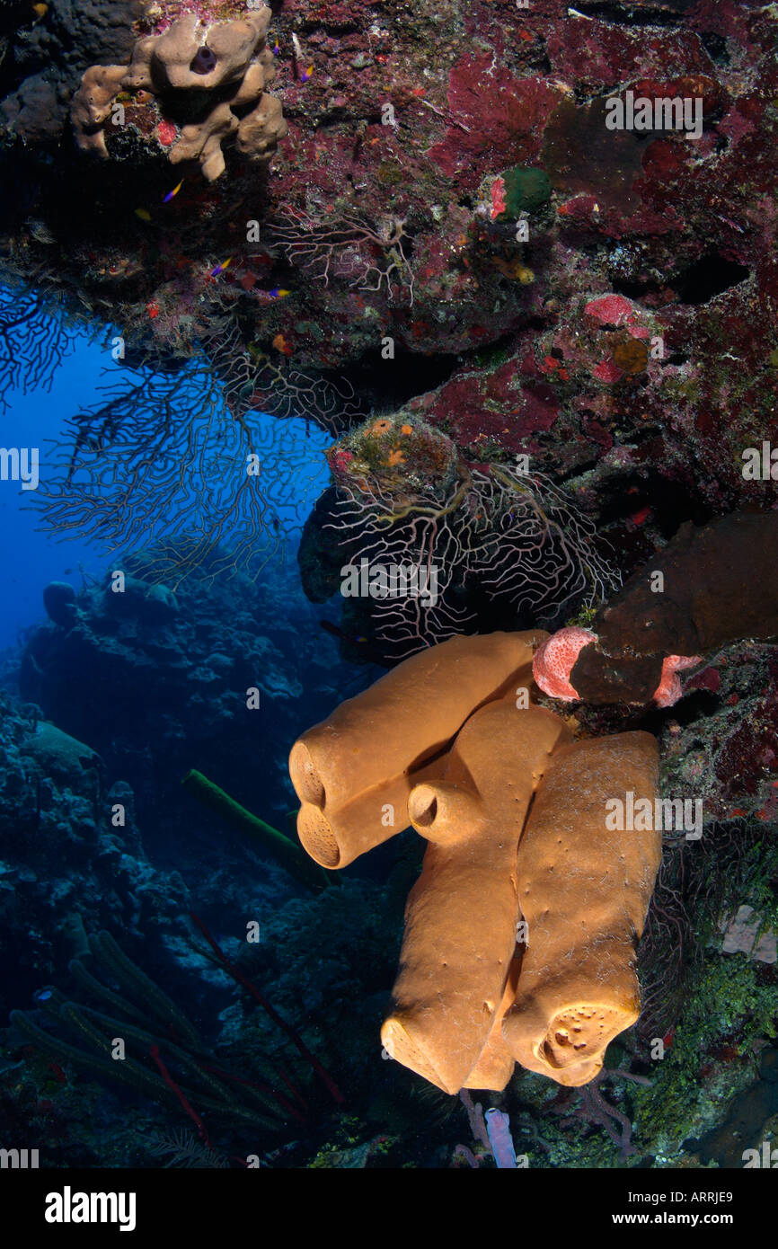 nr1640D. sponge on coral reef wall. Belize, Caribbean Sea. Photo Copyright Brandon Cole Stock Photo