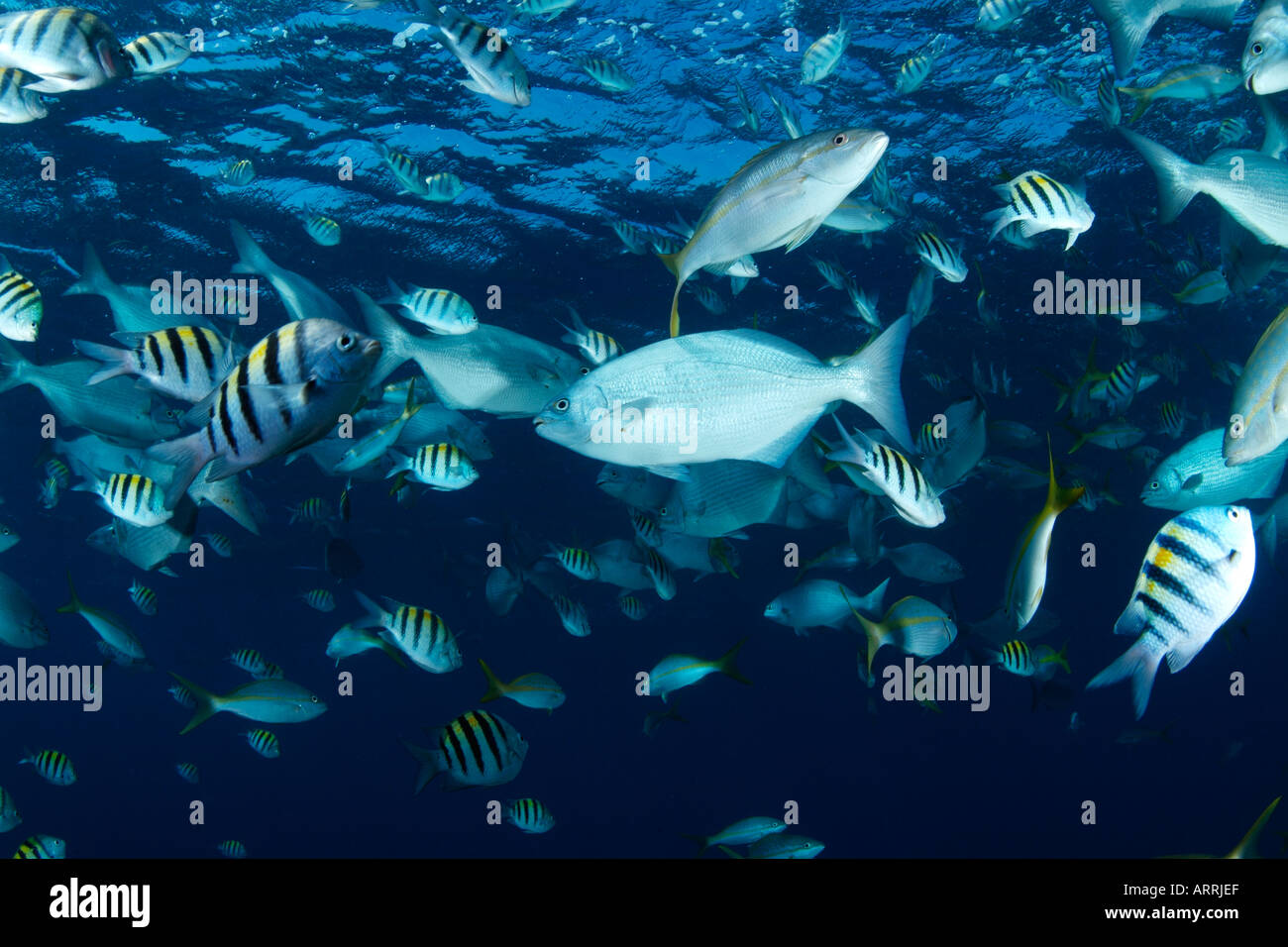 nr1689D. Sergeant Majors, Chubs, and Snappers schooling. Belize Caribbean Sea. Photo Copyright Brandon Cole Stock Photo