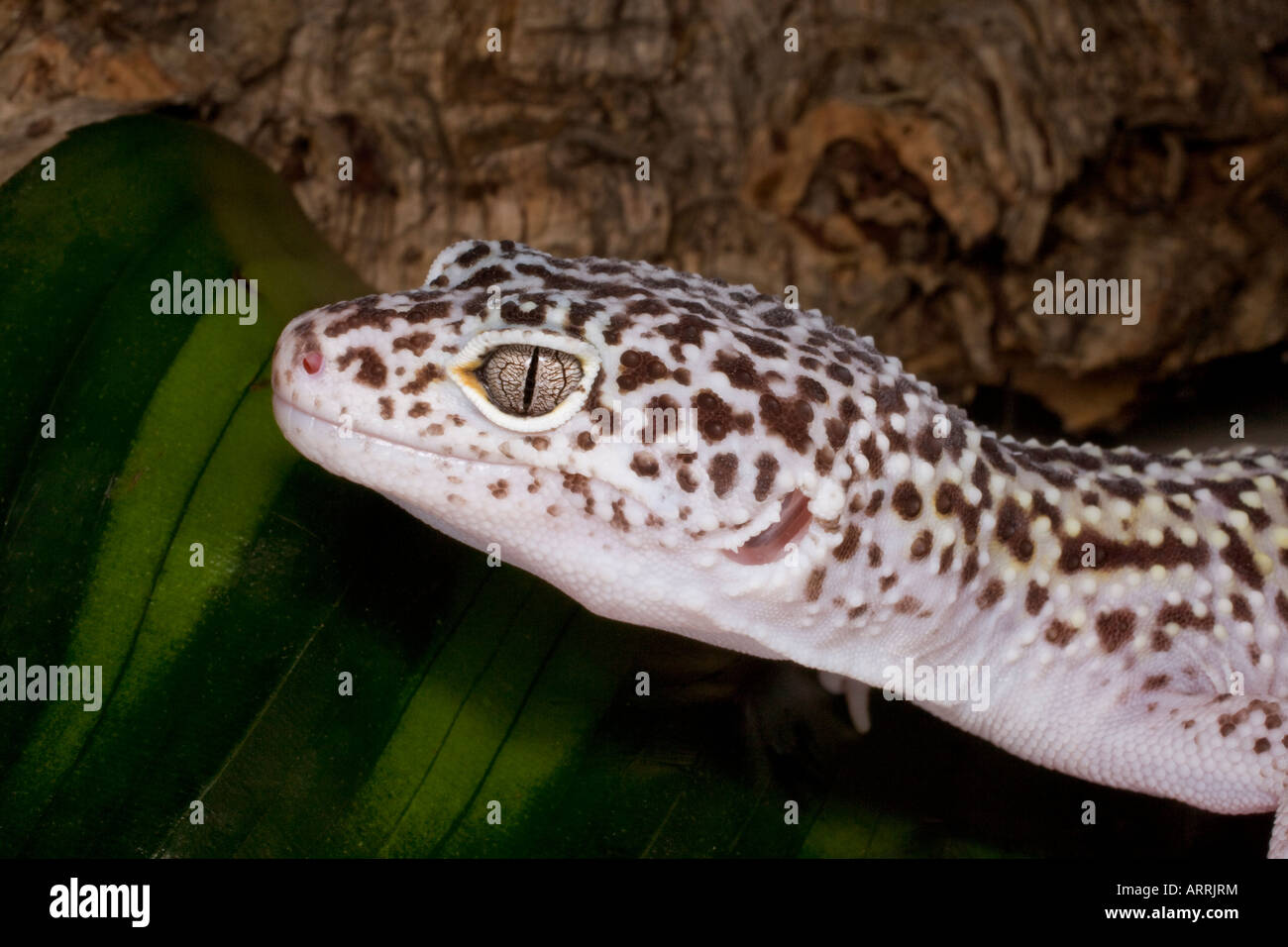 Leopard gecko in captivity Stock Photo