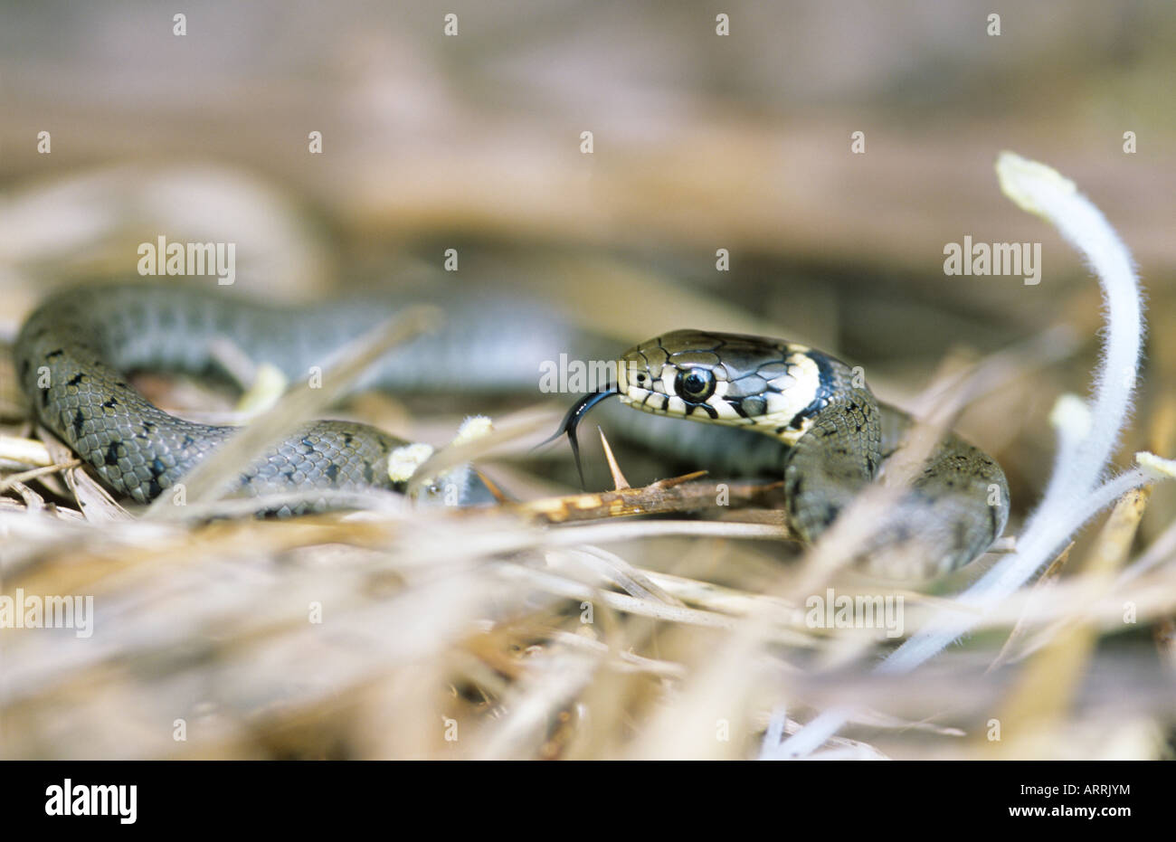 Baby grass snake hi-res stock photography and images - Alamy