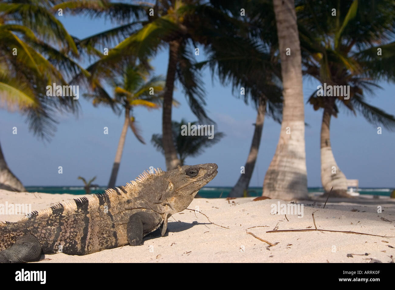 nr70998D. iguana on beach under palm trees. Belize, Central America. Photo Copyright Brandon Cole Stock Photo