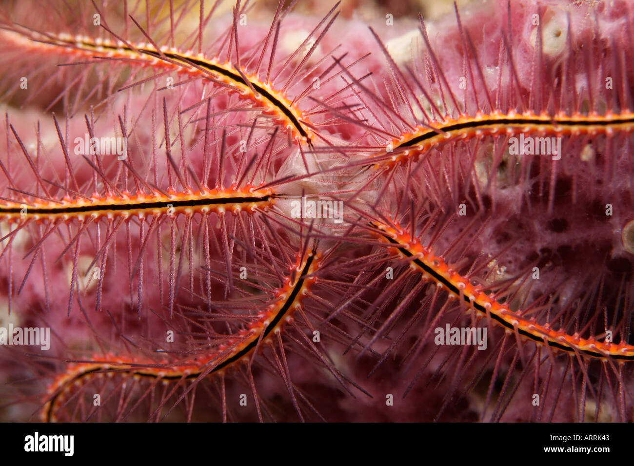 nr0358D. Sponge Brittle Star, Ophiothrix suensonii, on Lavendar Rope Sponge. Belize, Caribbean Sea. Photo Copyright Brandon Cole Stock Photo