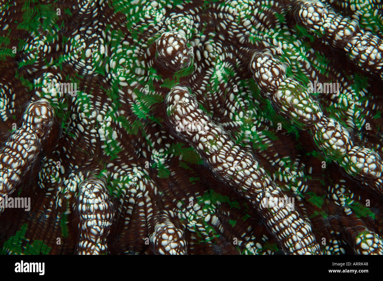 nr0361D. cactus coral, Mycetophyllia sp., close up detail. Belize Caribbean Sea. Photo Copyright Brandon Cole Stock Photo