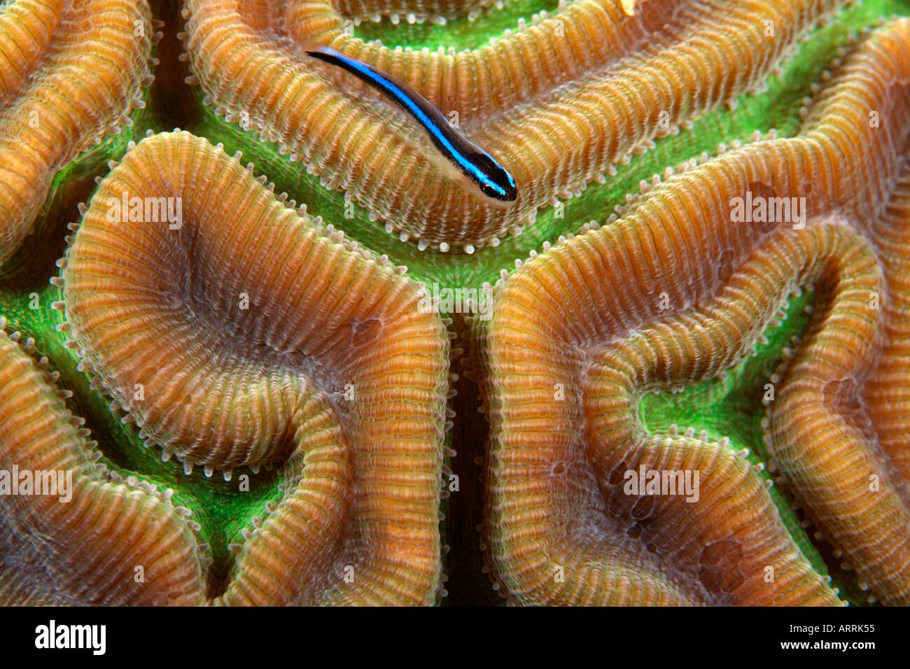 nr0376D. Neon Goby, Gobiosoma oceanops, on coral. Belize, Caribbean Sea. Photo Copyright Brandon Cole Stock Photo