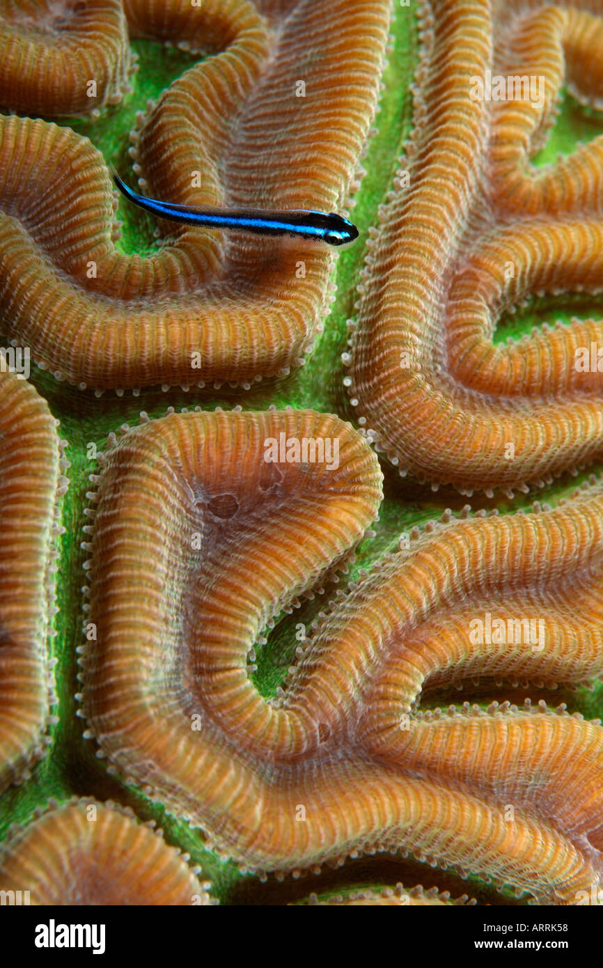 nr0377D. Neon Goby, Gobiosoma oceanops, on coral. Belize, Caribbean Sea. Photo Copyright Brandon Cole Stock Photo