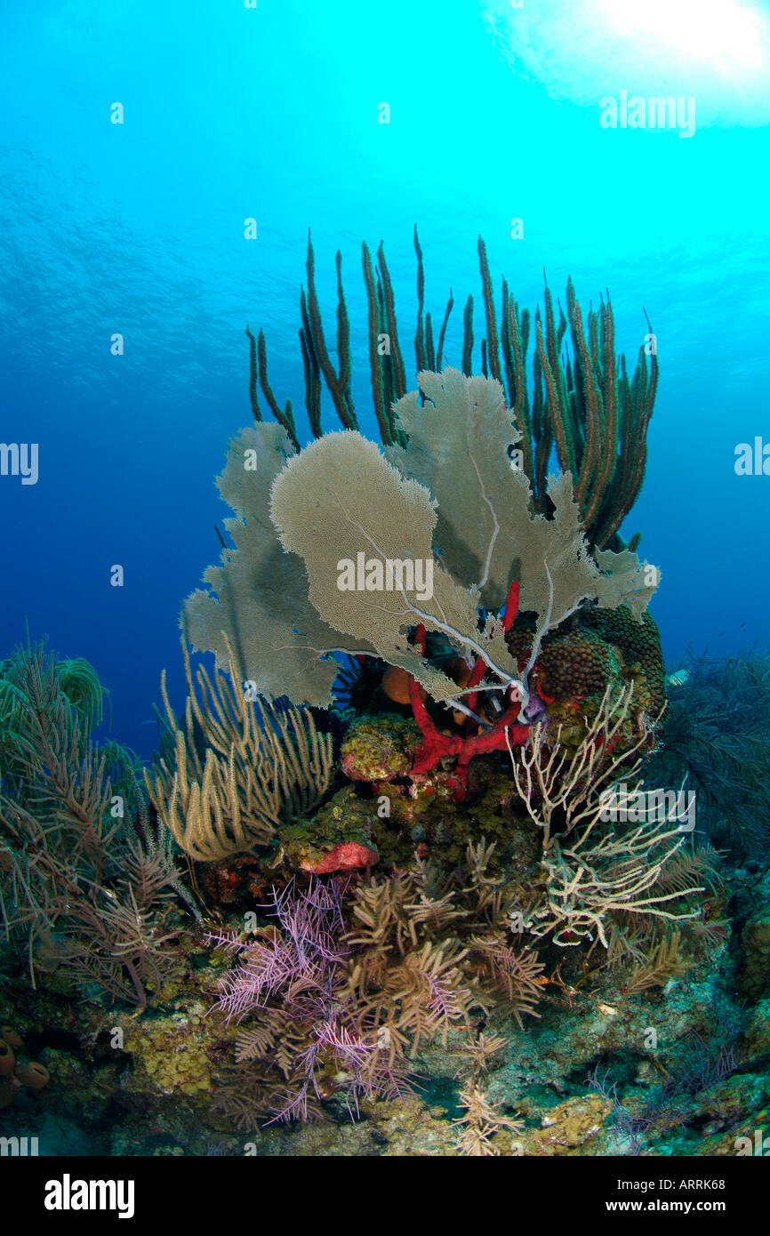 Healthy coral hi-res stock photography and images - Alamy