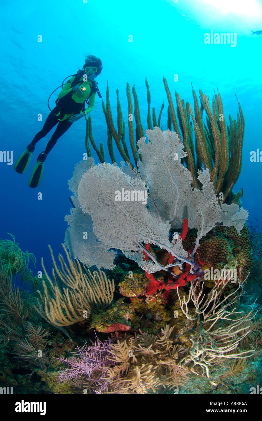 nr0434D. scuba diver, Model Released, above healthy coral reef. Belize Caribbean Sea. Photo Copyright Brandon Cole Stock Photo