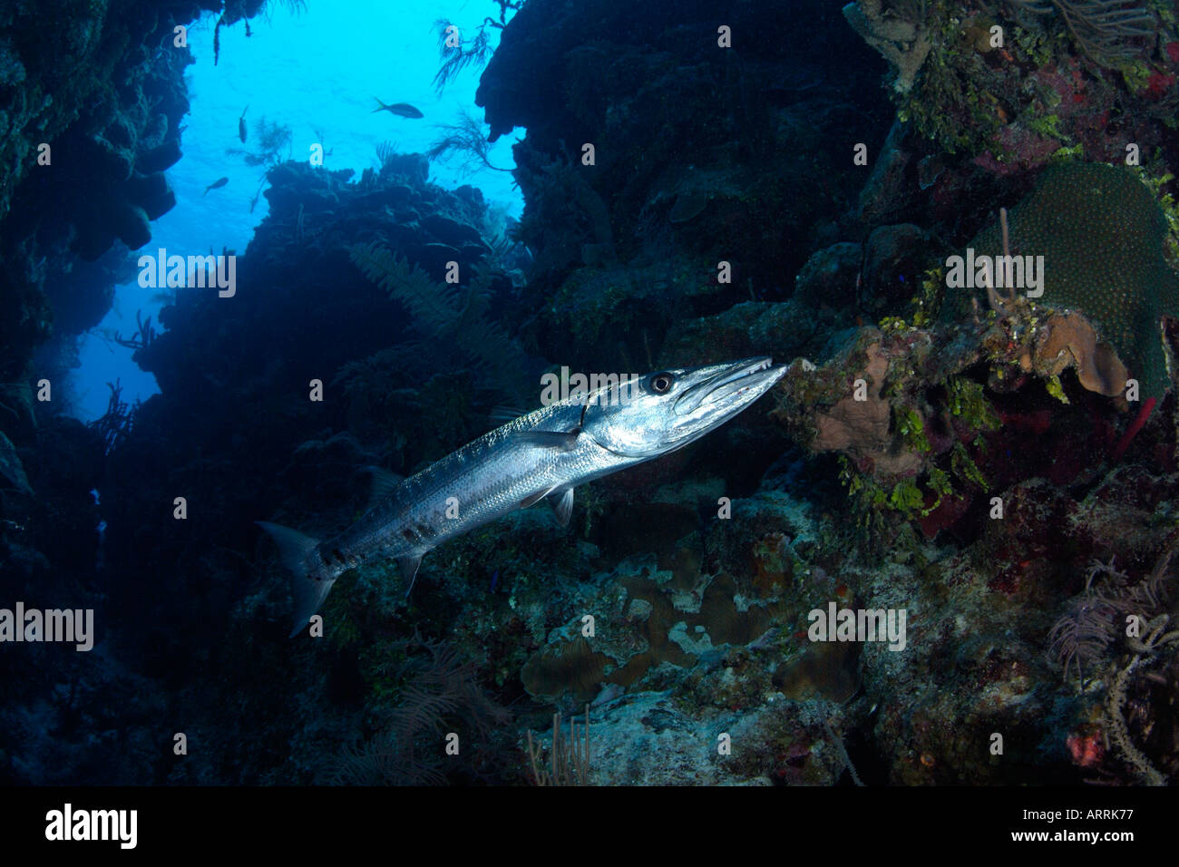 nr0530D. Great Barracuda, Sphyraena barracuda, lurking in cave. Belize Caribbean Sea. Photo Copyright Brandon Cole Stock Photo