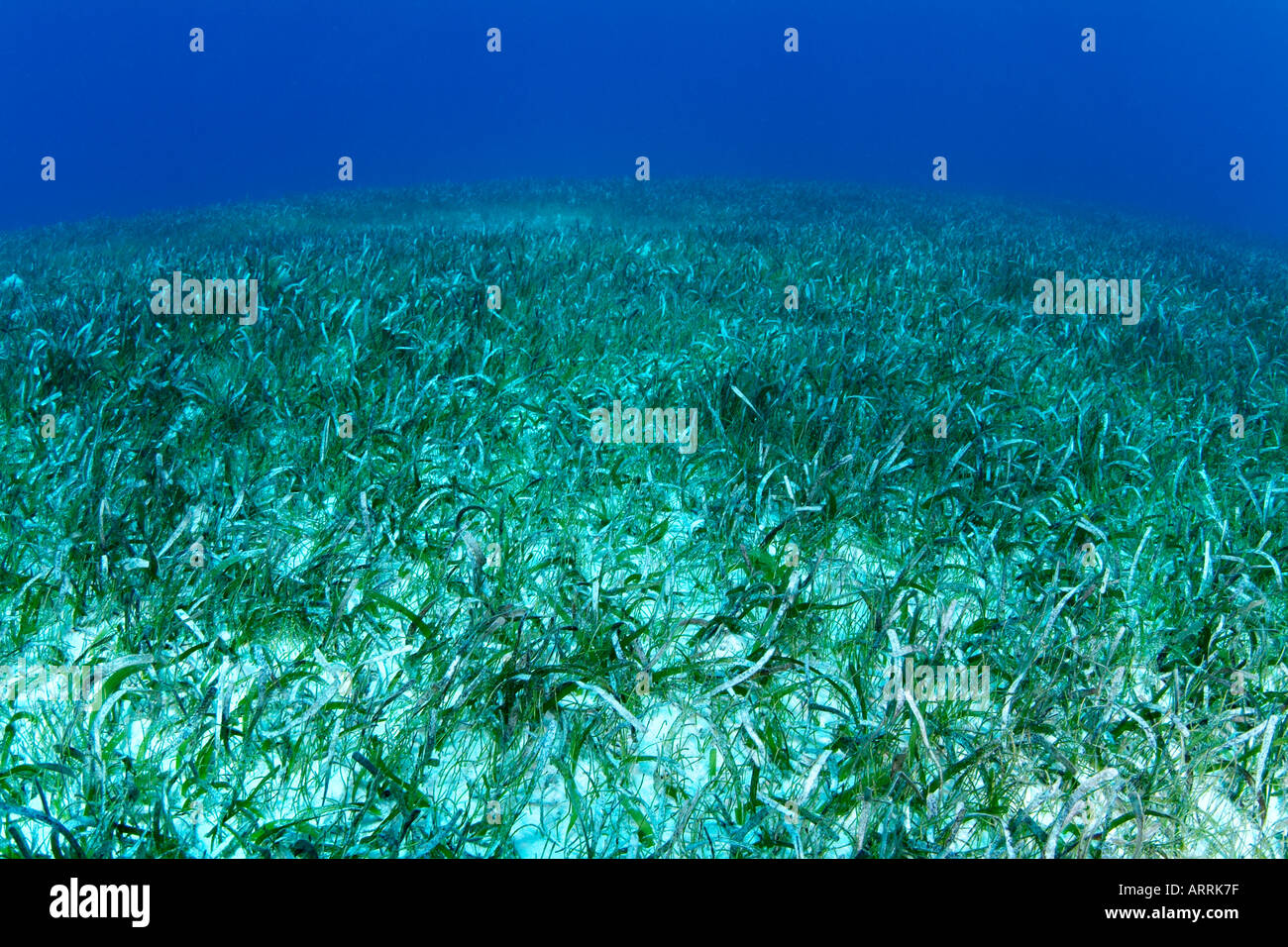 nt0570D. bed of Turtle Grass, Thalassia testudinum, a common green algae sea grass. Belize, Caribbean. Copyright Brandon Cole Stock Photo