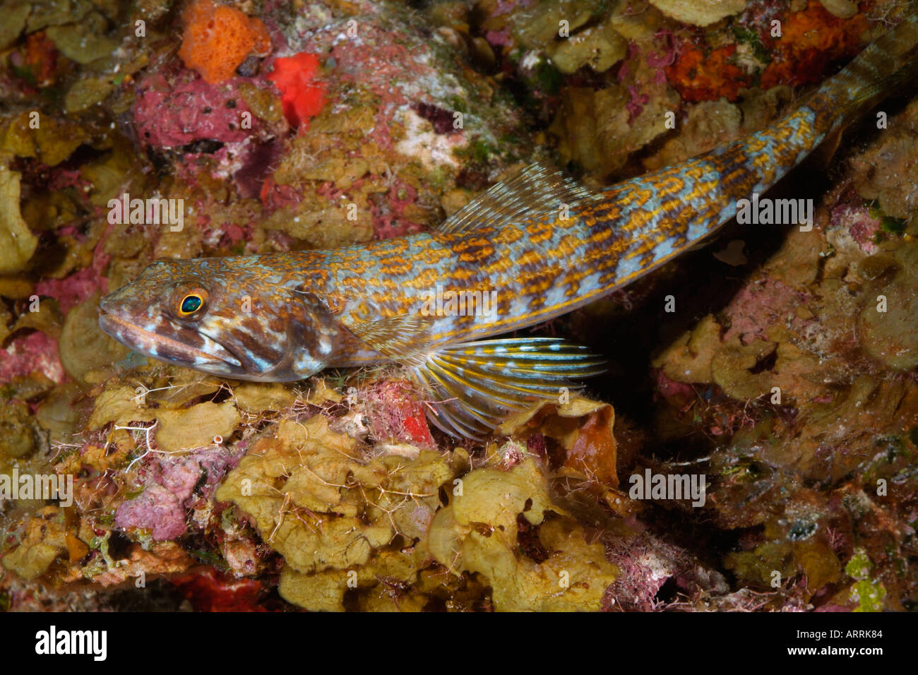 nr603D. Sand Diver Lizardfish, Synodus intermedius. Belize Caribbean Sea. Photo Copyright Brandon Cole Stock Photo