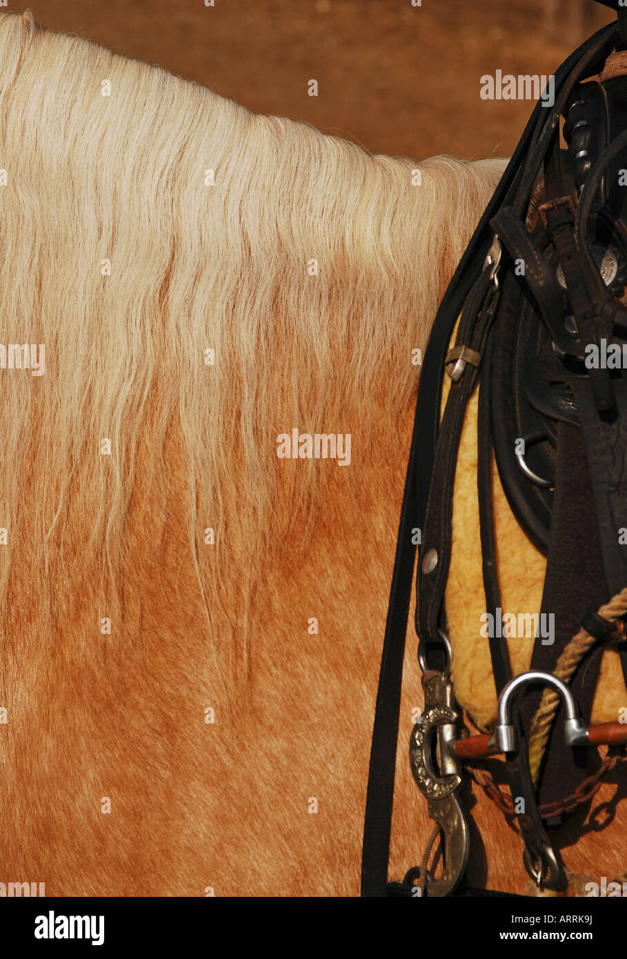 horse mane and harness Stock Photo Alamy