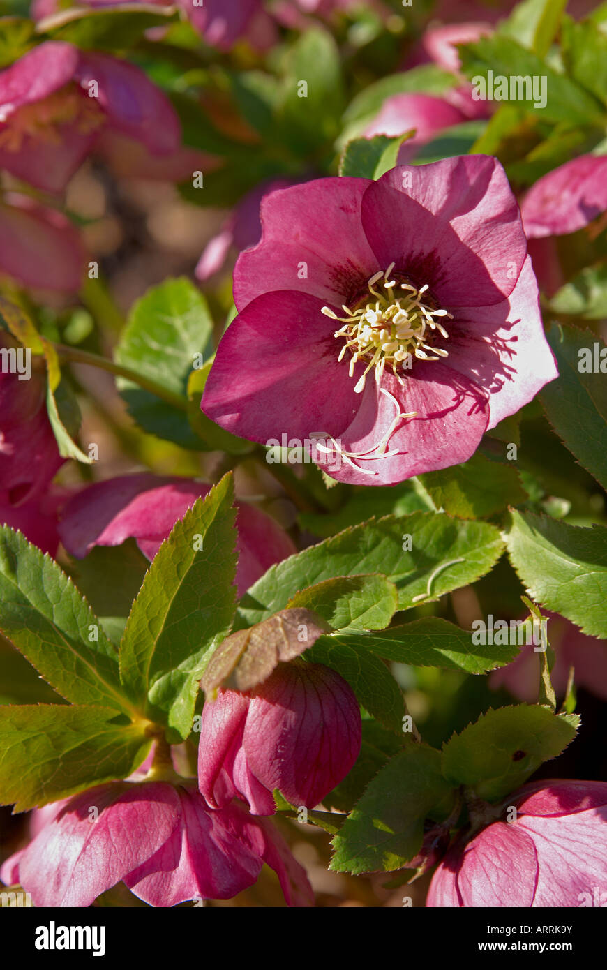 Hellebore plants in late winter sunshine. These are Helleborus 'Hillier Hybrid' Stock Photo