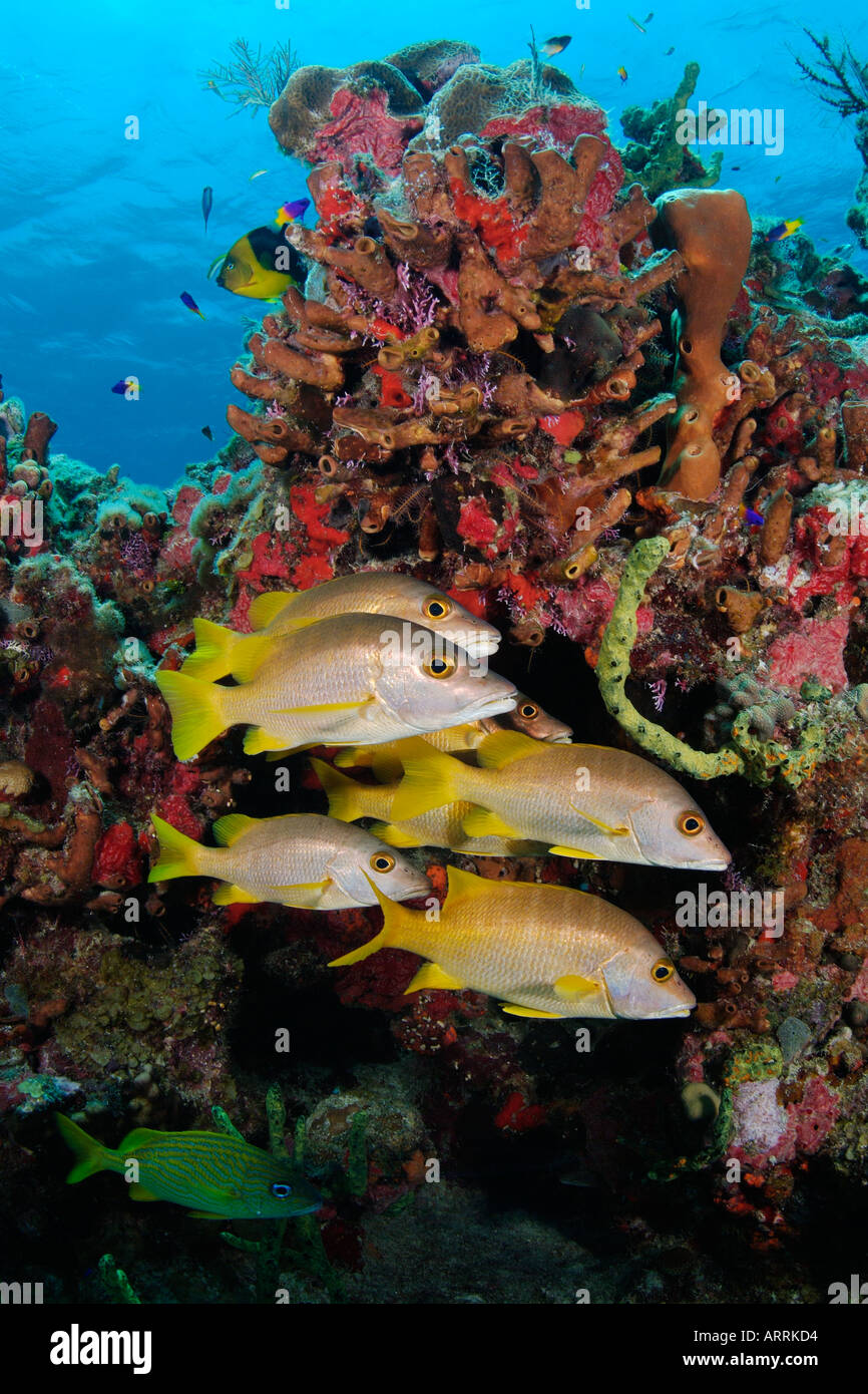 nr0925D. Schoolmasters, Lutjanus apodus, in front of colorful coral reef. Belize Caribbean Sea. Photo Copyright Brandon Cole Stock Photo