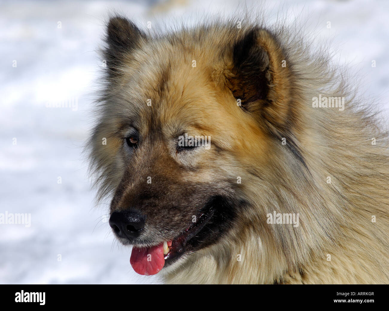 Alaskan Malamute sledge dog sled dog Stock Photo