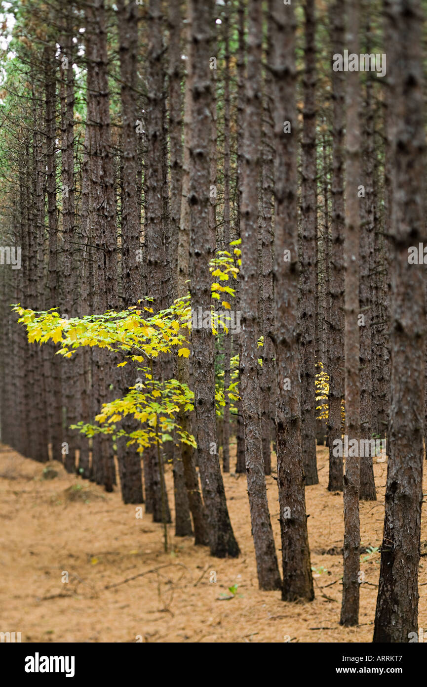 Tree trunks and leaves Stock Photo - Alamy