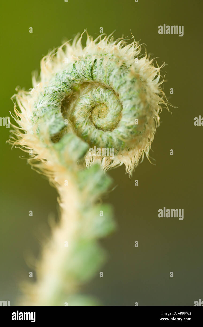 Curled Fern Leaf High Resolution Stock Photography and Images - Alamy