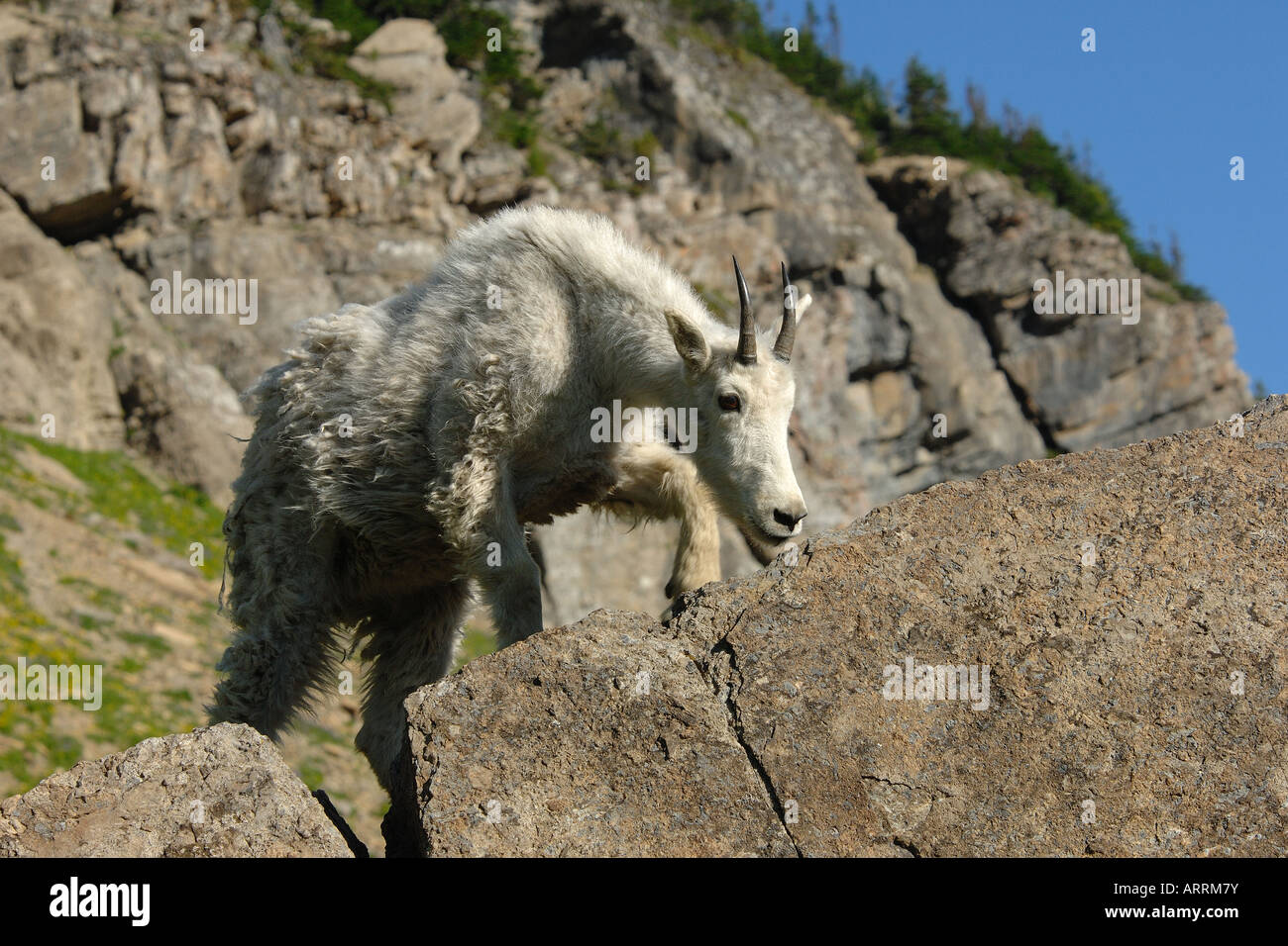 mountain goats glacier national park USA Oreamnos americanos Stock Photo