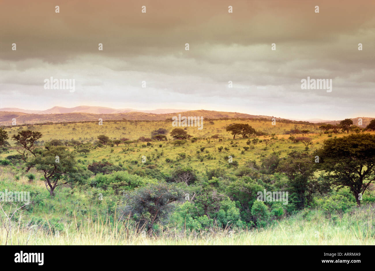 SOUTH AFRICA EASTERN CAPE KWAZULU NATAL IXOPE HILLS LANDSCAPE Stock ...