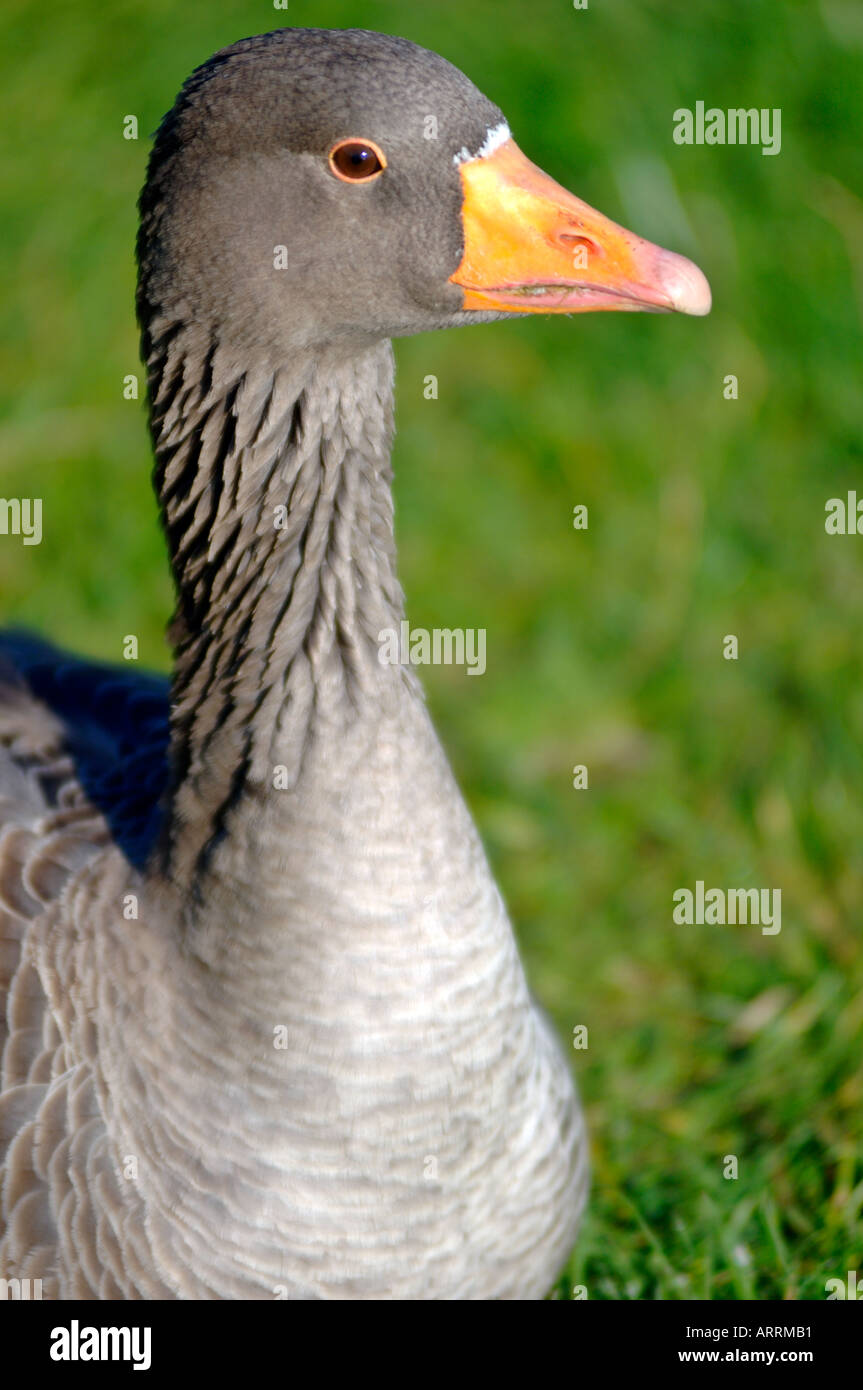 Goose, London, United Kingdom Stock Photo Alamy