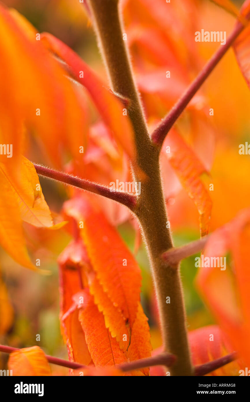 Of a stem hi-res stock photography and images - Alamy