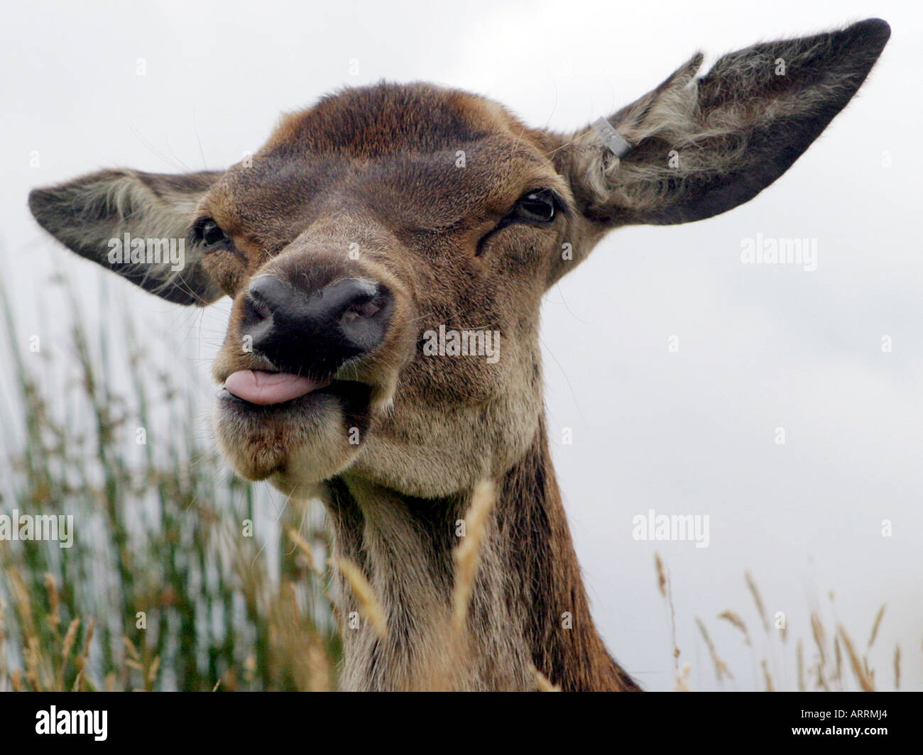 A young deer with its tongue sticking out Stock Photo Alamy