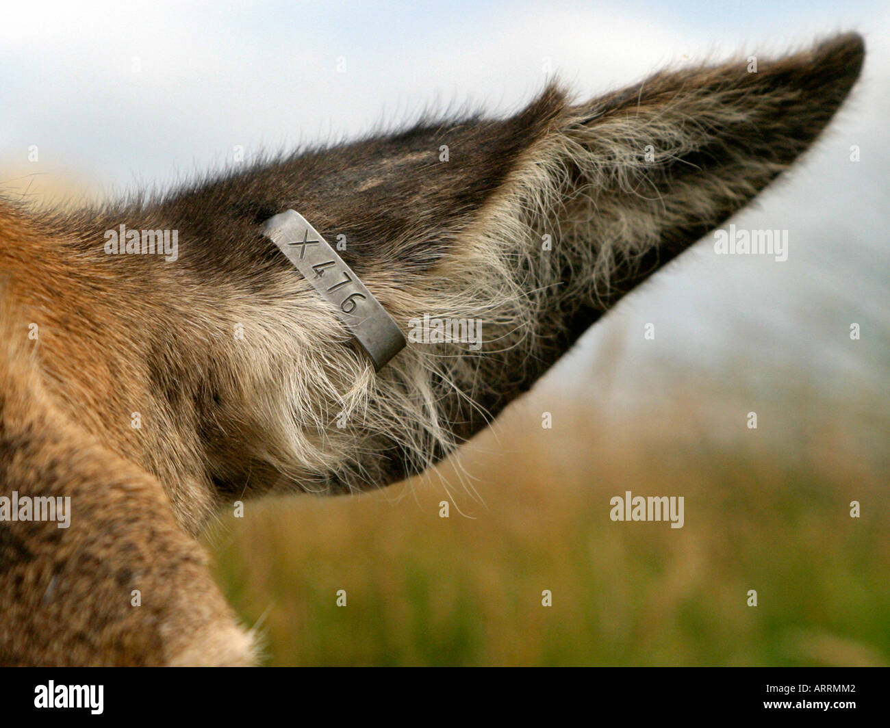 Ear tag deer hires stock photography and images Alamy