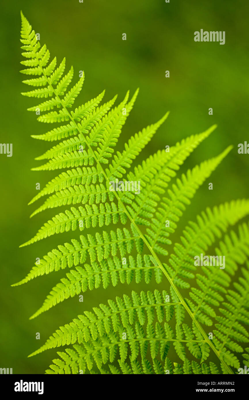 View fern leaf hi-res stock photography and images - Alamy