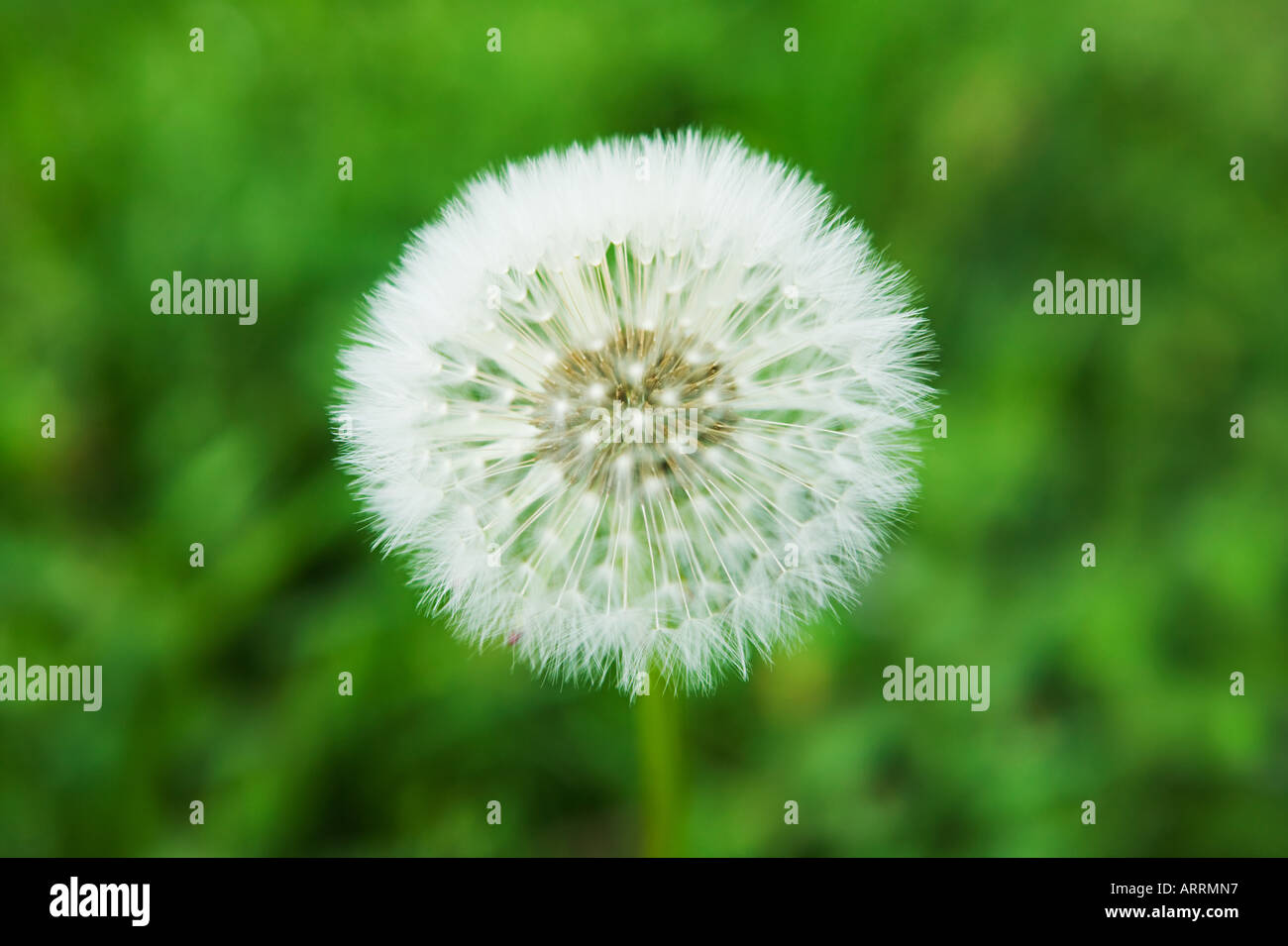 Dandelion clock Stock Photo Alamy