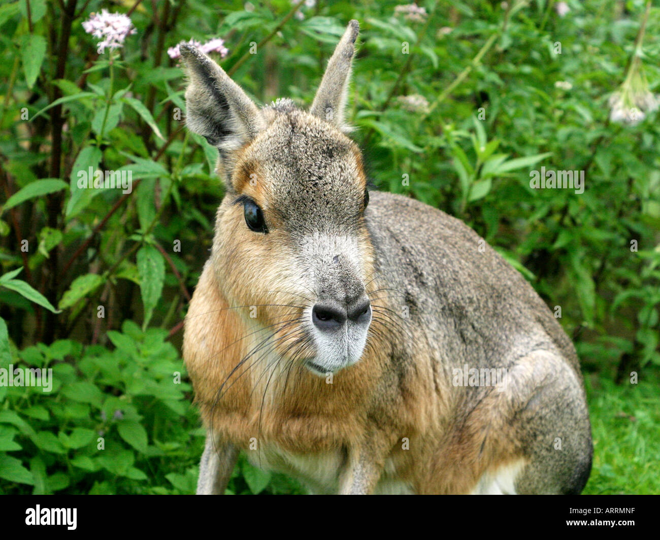 A patagonian hare. Stock Photo