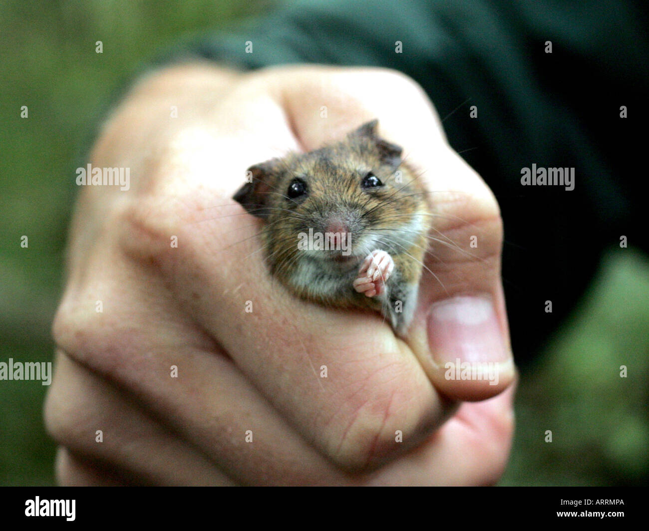 A woodmouse or long tailed fieldmouse being held in the hand. Stock Photo