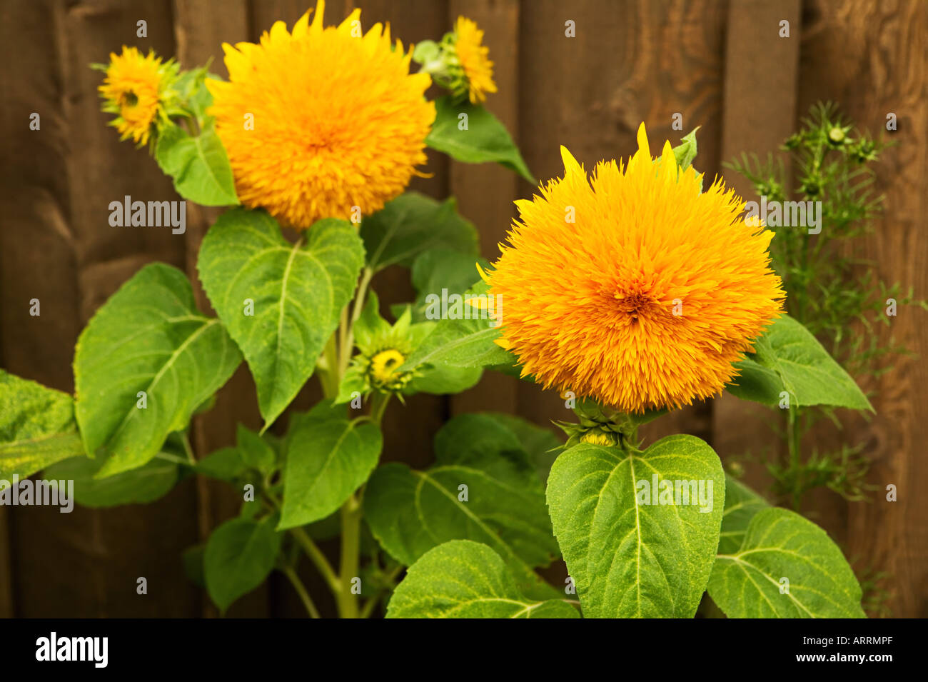 Teddy bear sunflowers Stock Photo Alamy