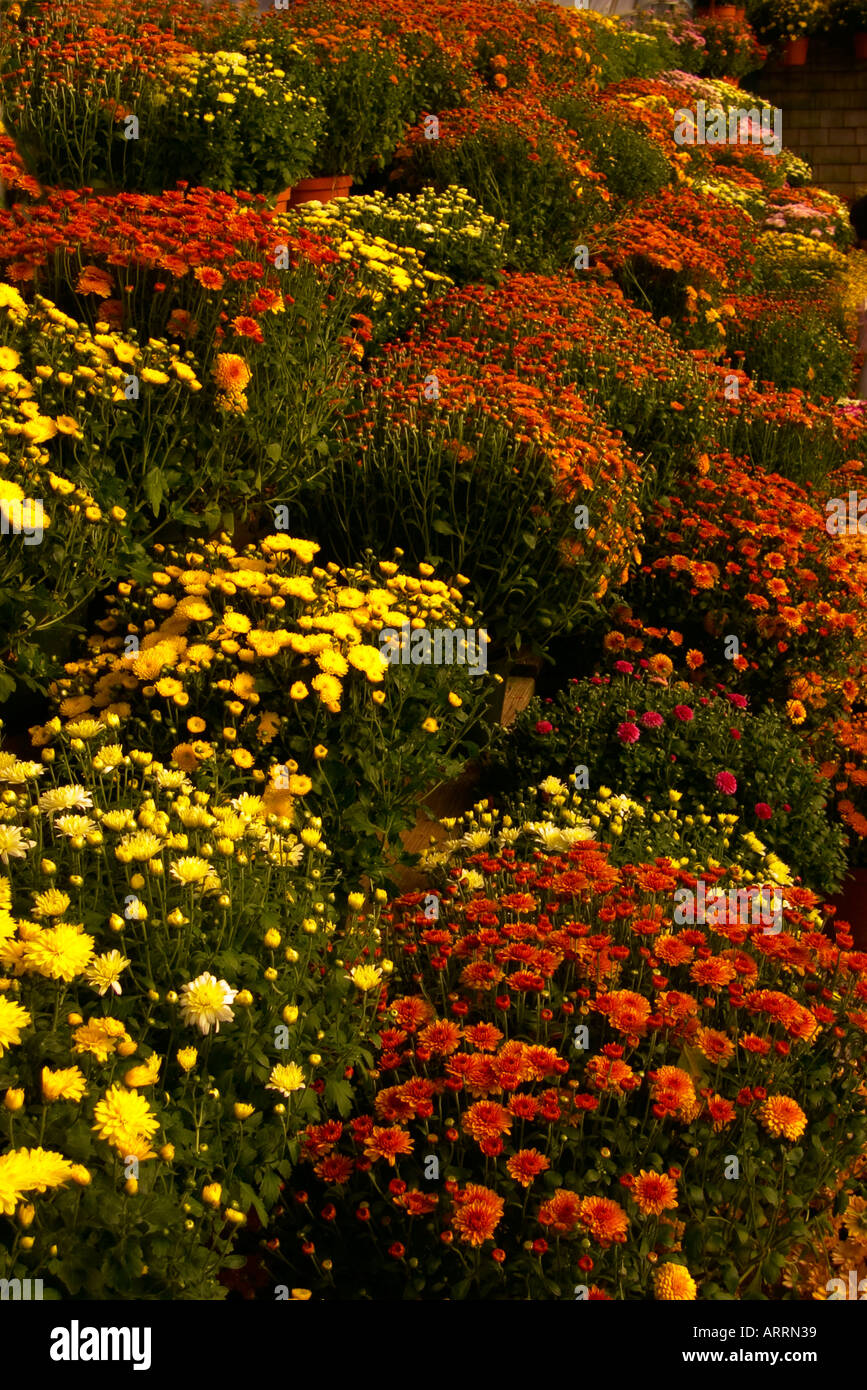 Mums on display at a nursery Stock Photo Alamy