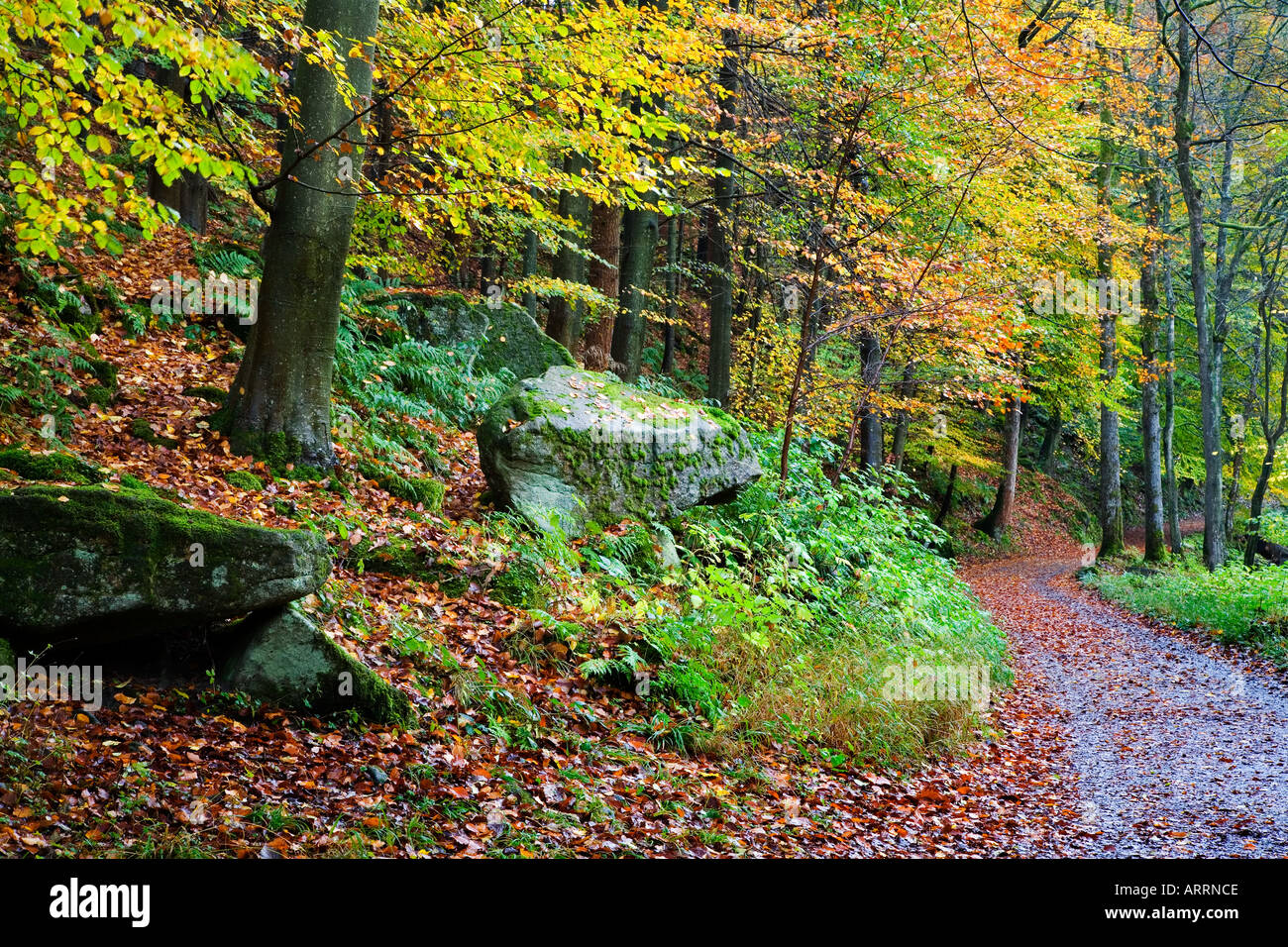 Pathway through Beech Woods at Strid Wood Wharfedale Yorkshire Dales National Park England Stock Photo