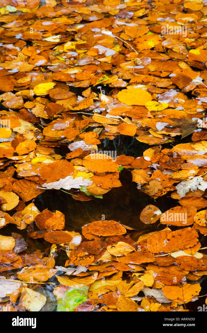 Fallen Leaves Floating on the River Wharfe Wharfedale Yorkshire Dales National Park England Stock Photo
