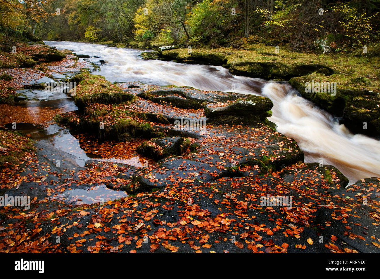 The Strid on the River Wharfe in Full Flow After Heavy Rain Yorkshire Dales National Park England Stock Photo