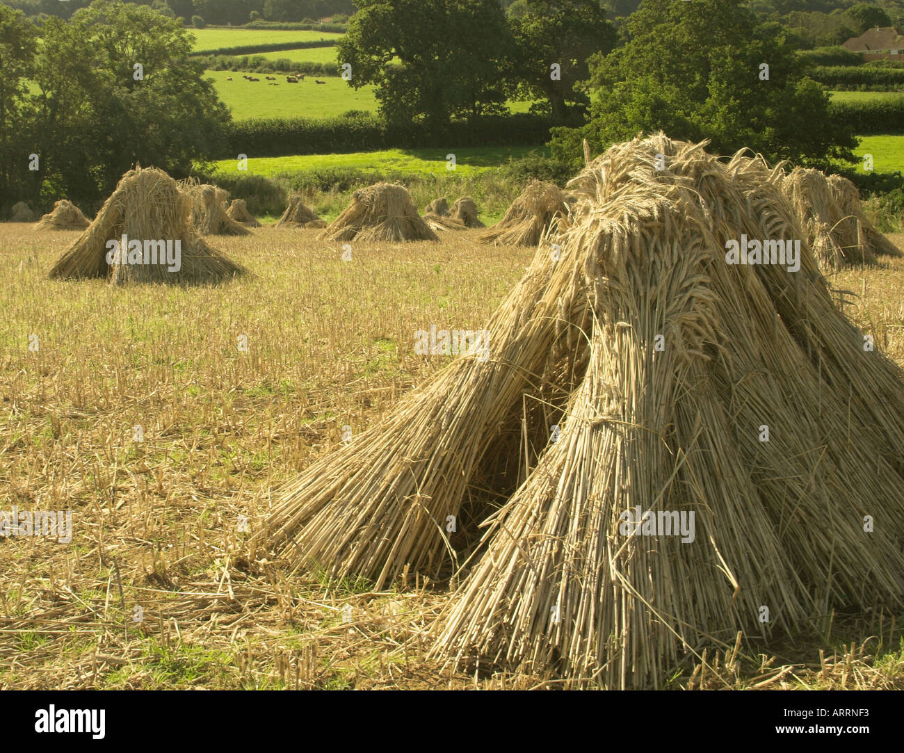 Bushels stacked in the traditional way in the English countryside Stock