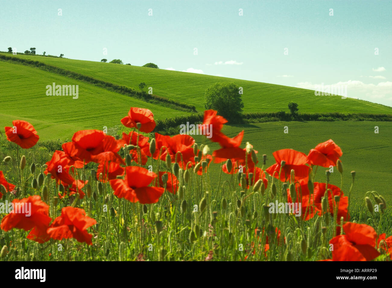 Poppies against the greenery of the English countryside Stock Photo