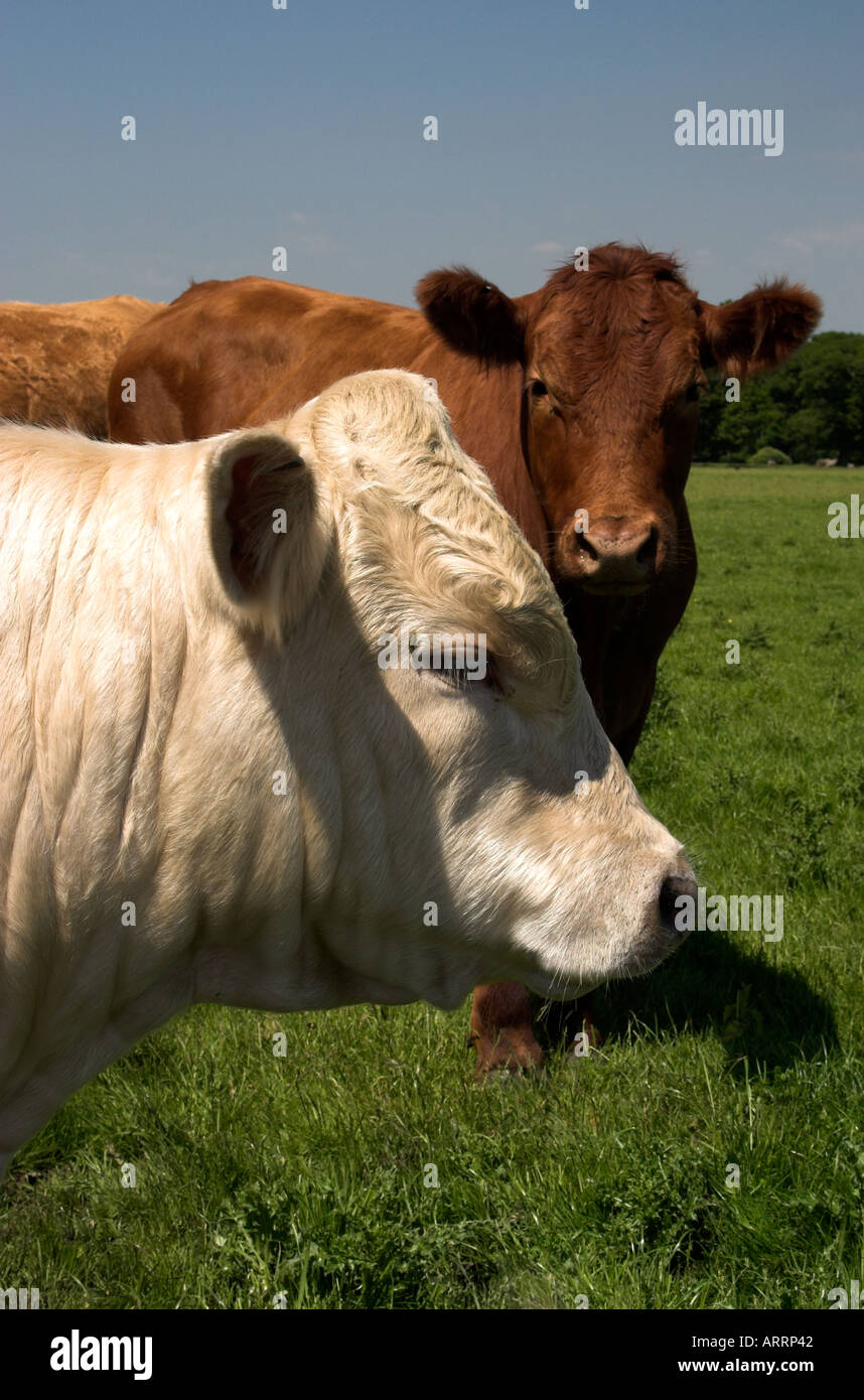 Young bullocks hi-res stock photography and images - Alamy