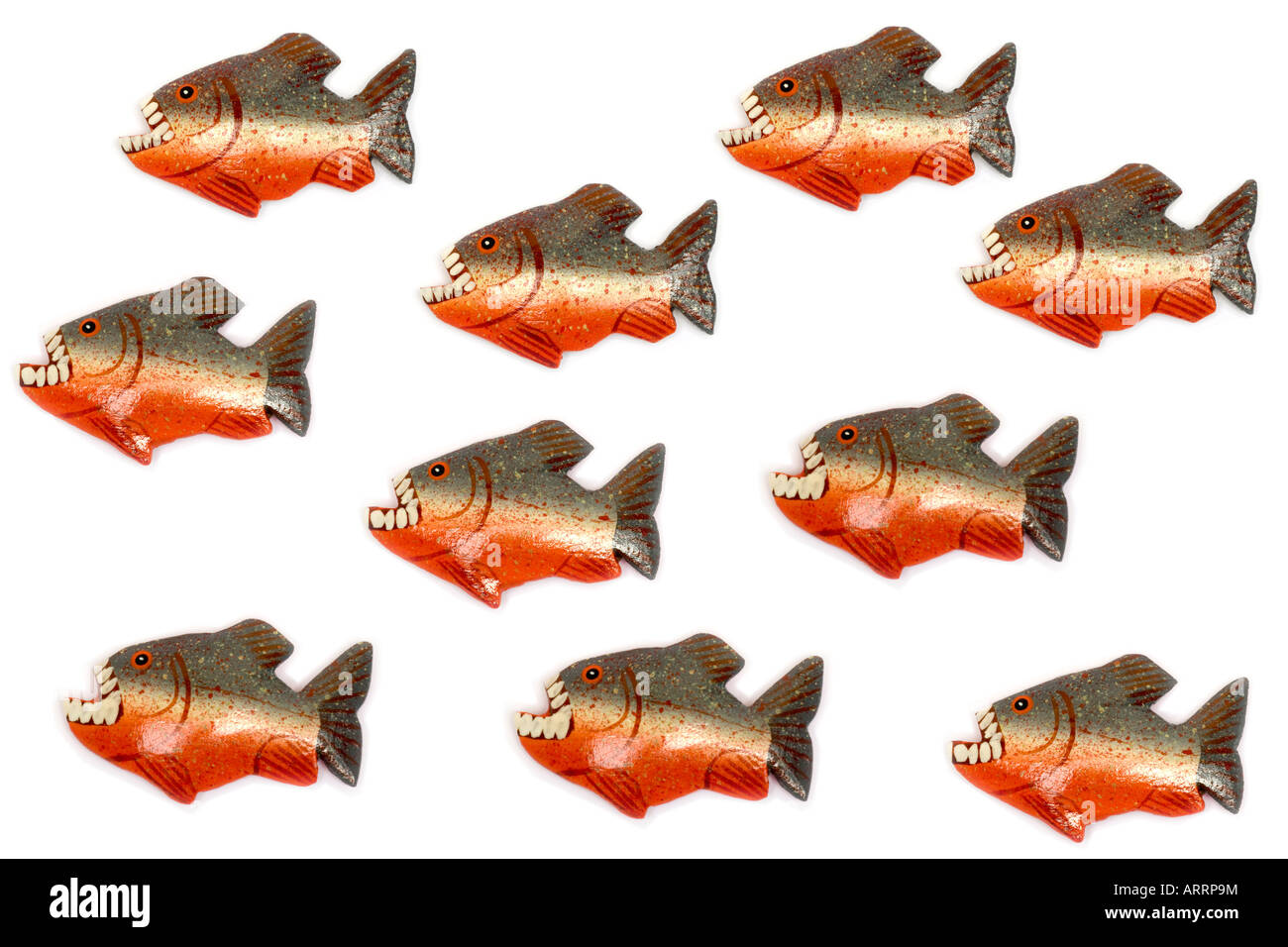 shoal of ten piranhas pirana Stock Photo Alamy